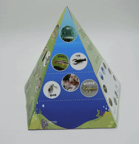 생태 피라미드(5인용)