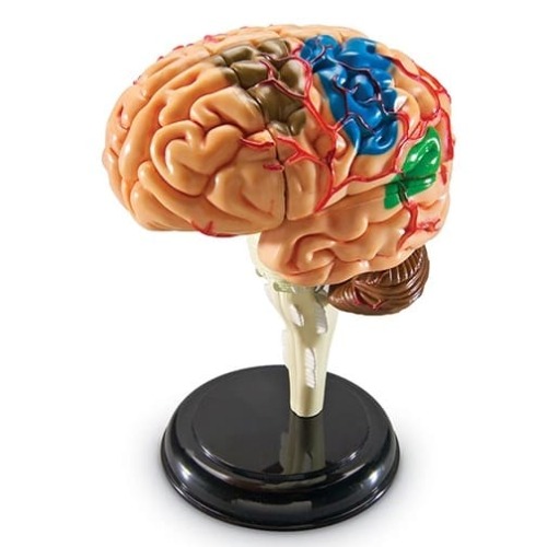 해부 모델 모형 뇌