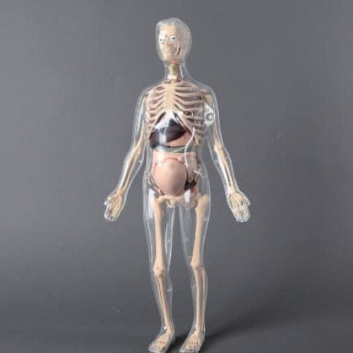 인체골격+인체해부모형키트(임산부)