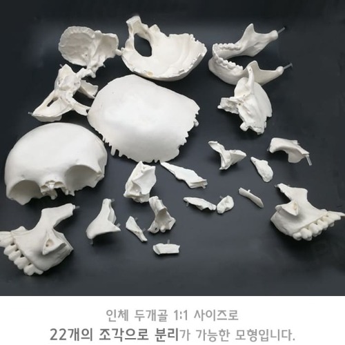 인체 두개골 분리 모형(22pcs)