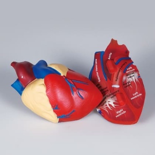 인체 심장 단면 모형