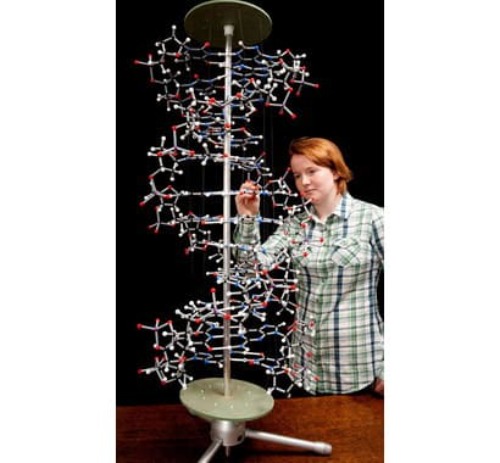 DNA 분자구조 모형용 스탠드 DR-711