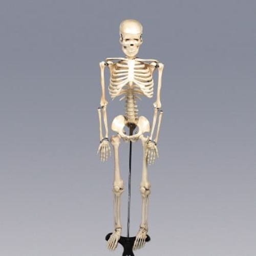 인체골격모형(소형)48cm