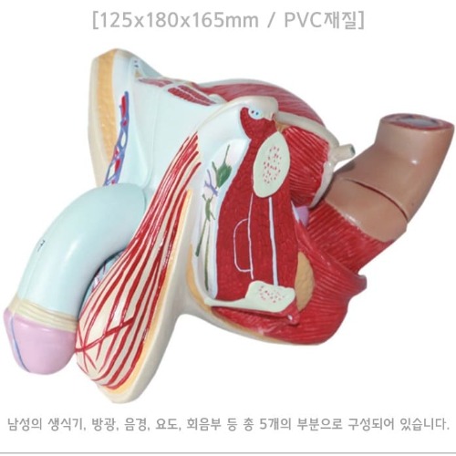 인체 남성 생식기 방광 음경 모형