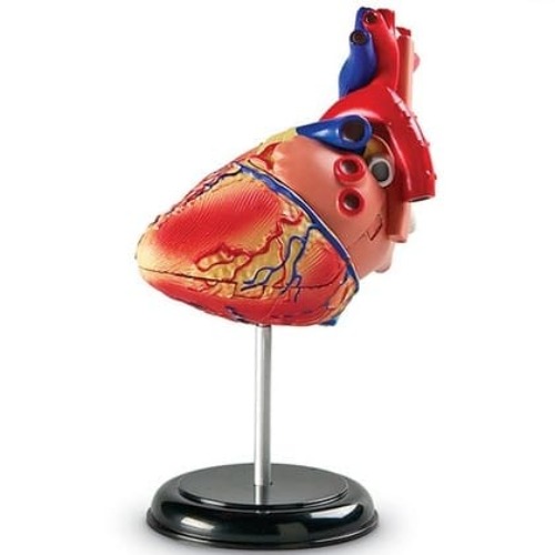 해부 모델 모형 심장