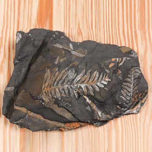 고사리화석(전시용화석)