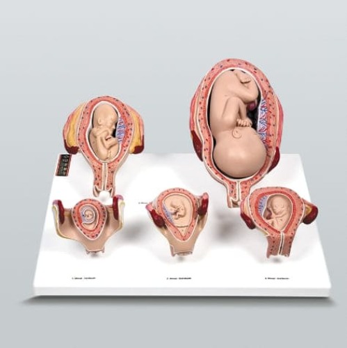 태아발육과정 A형