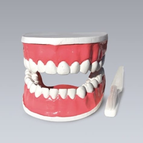 치아모형