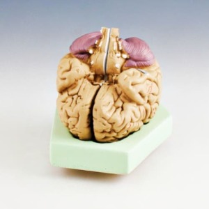 뇌의 구조 모형