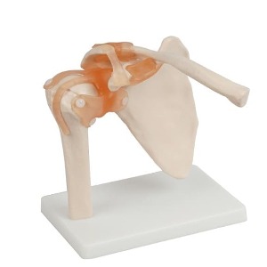 어깨 관절 모형