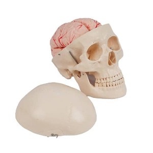 두개골 모형(뇌포함)