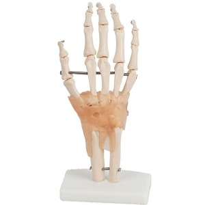 손 인대 관절 모형