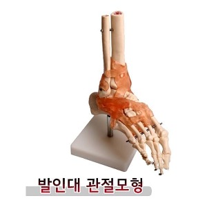 발인대 관절 모형