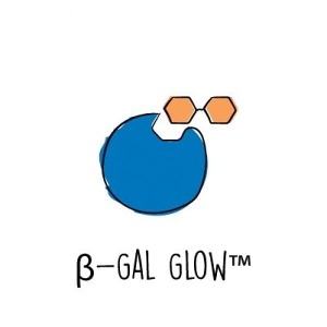 β-Gal 효소형광실험 Enzyme Lab: β-Gal Glow™